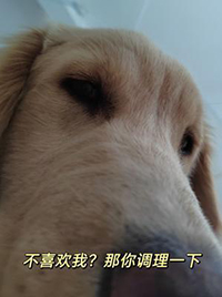 不喜欢我?那你调理一下